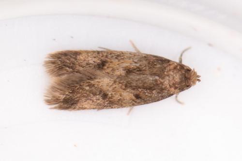 Borkhausenia fuscescens
